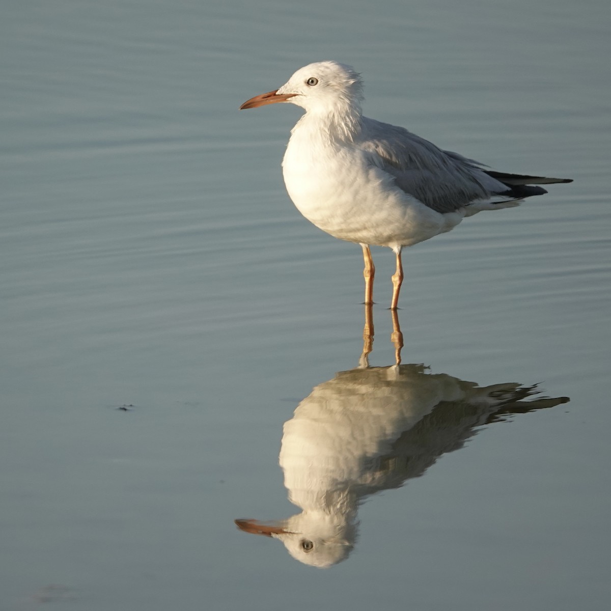 Slender-billed Gull - Hidde Bult