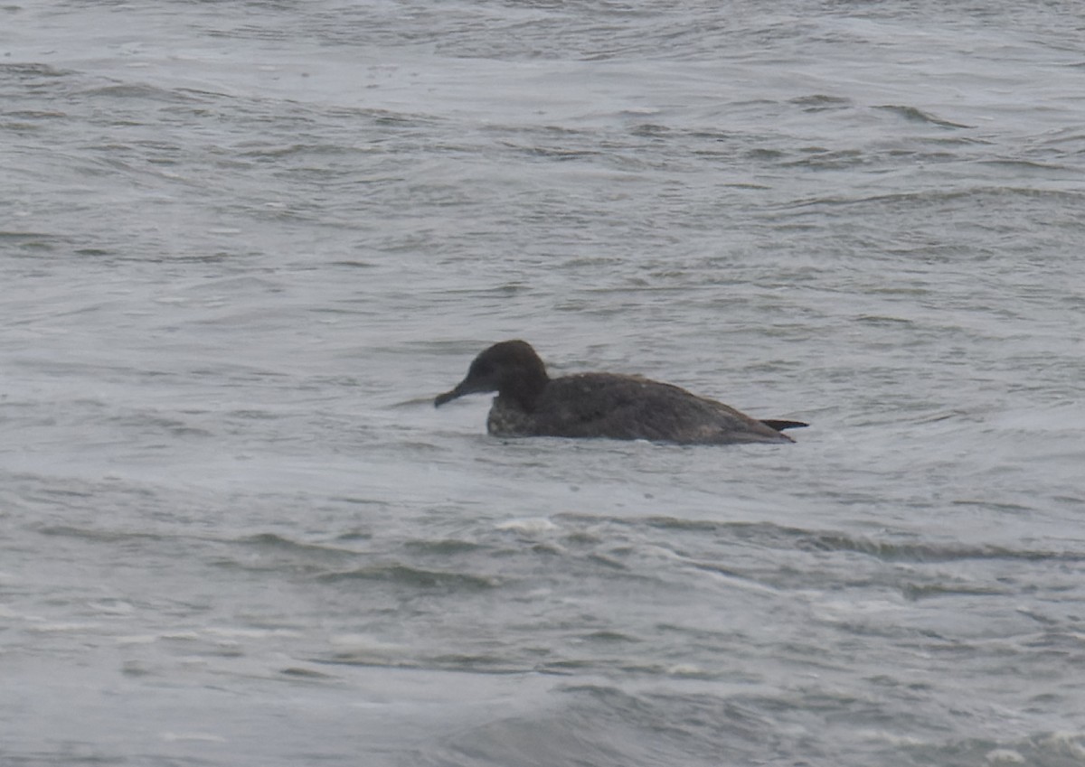 Puffin à bec grêle - ML617890362