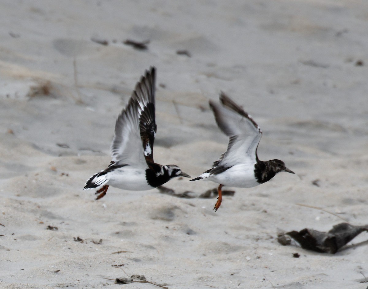 Ruddy Turnstone - ML617890369