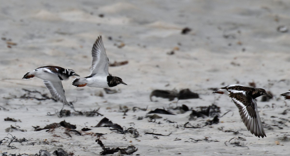 Ruddy Turnstone - Peter Bennet