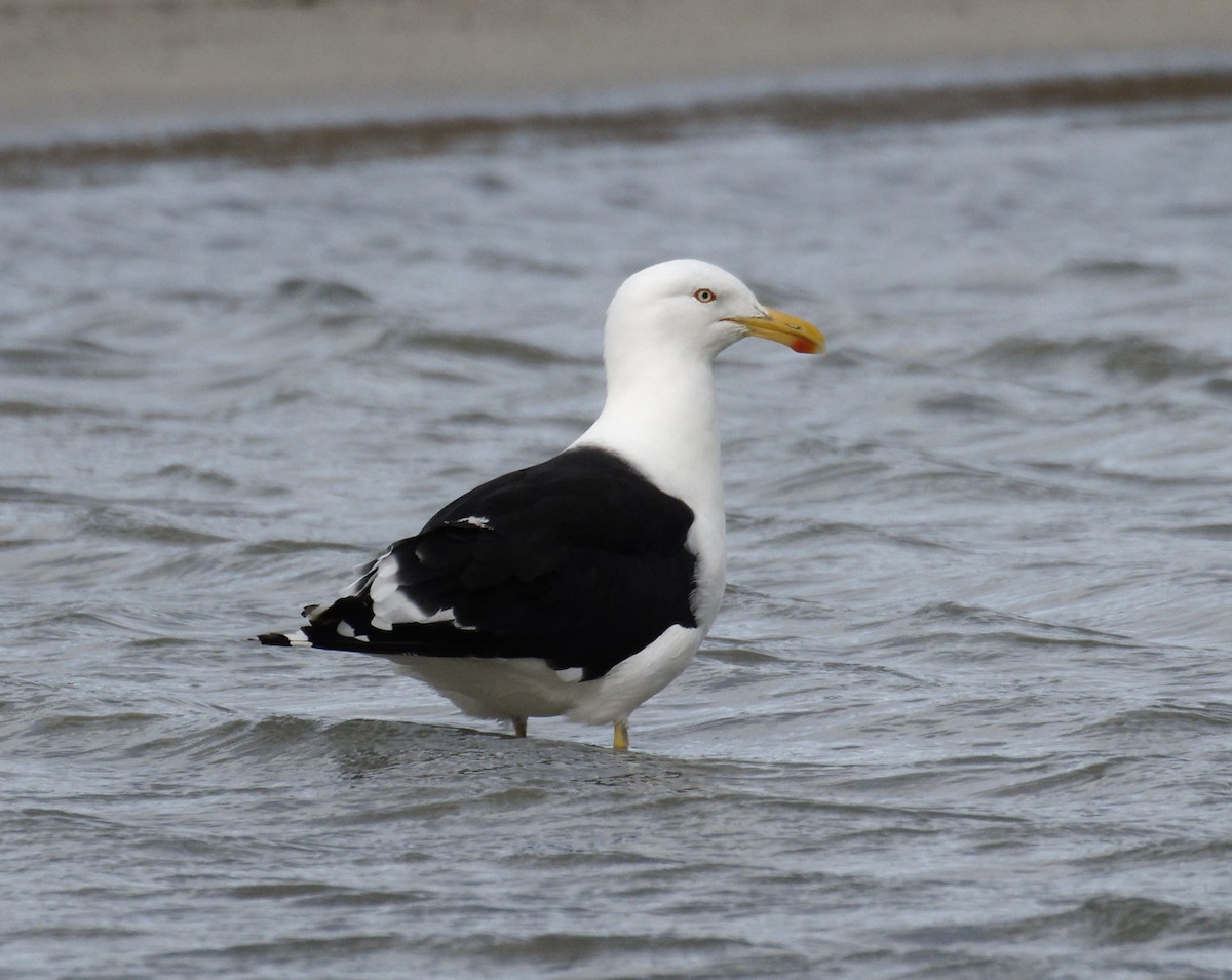 Kelp Gull - ML617890374