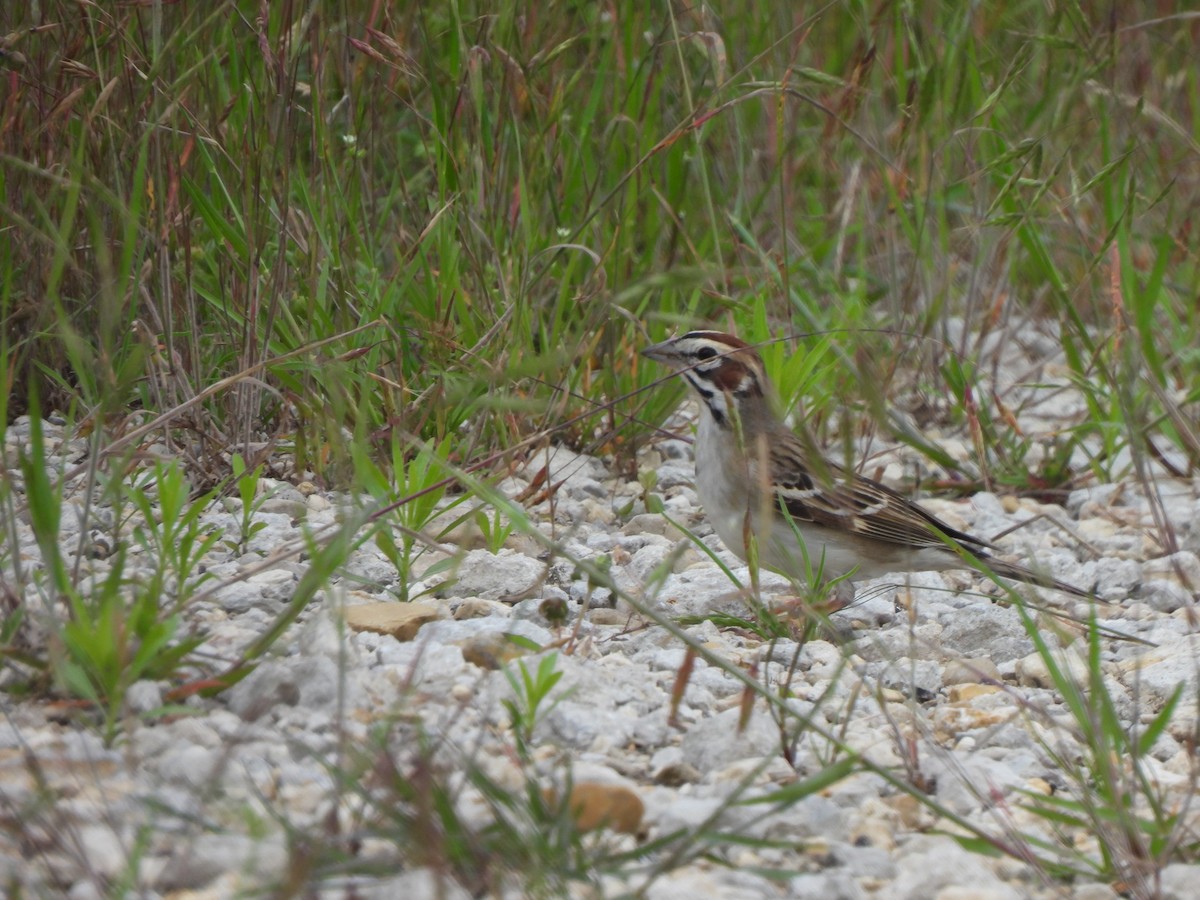 Lark Sparrow - ML617890393