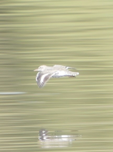 Spotted Sandpiper - ML617890396