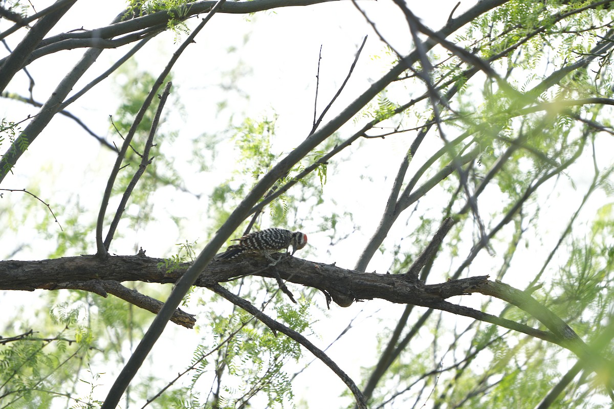 Ladder-backed Woodpecker - ML617890400