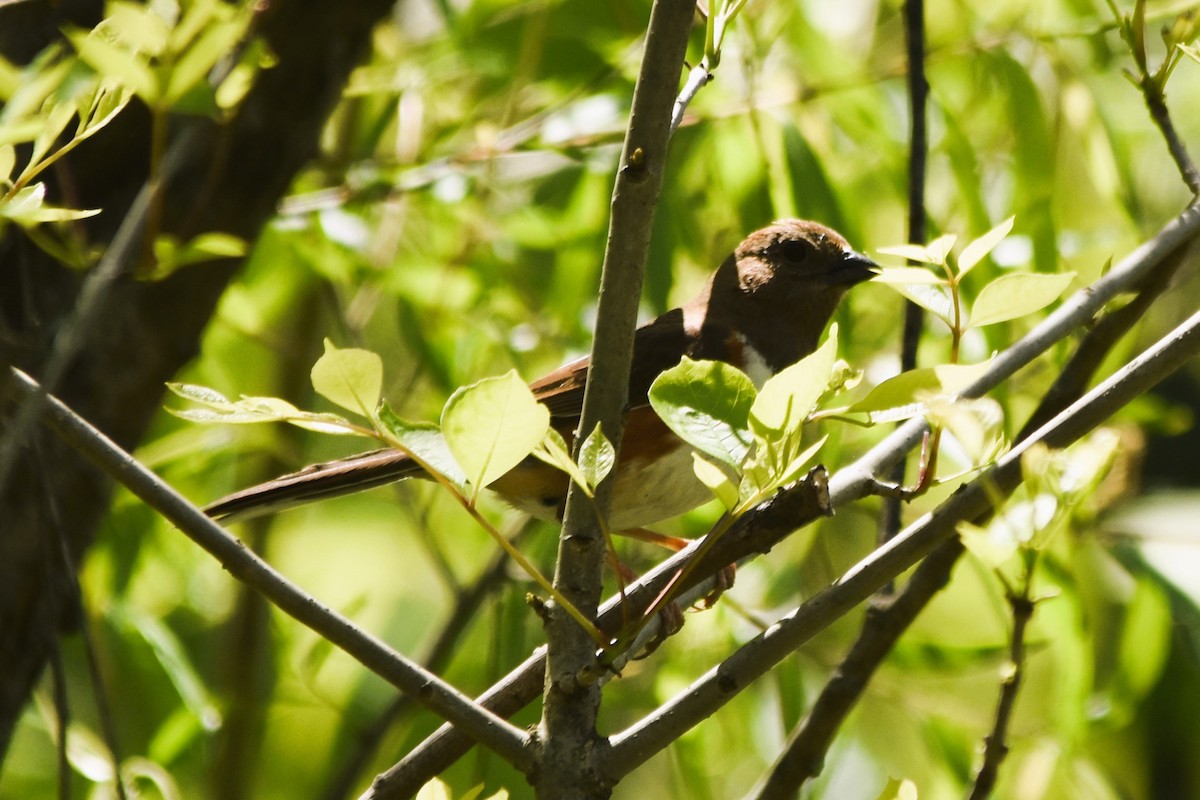 Eastern Towhee - ML617890410