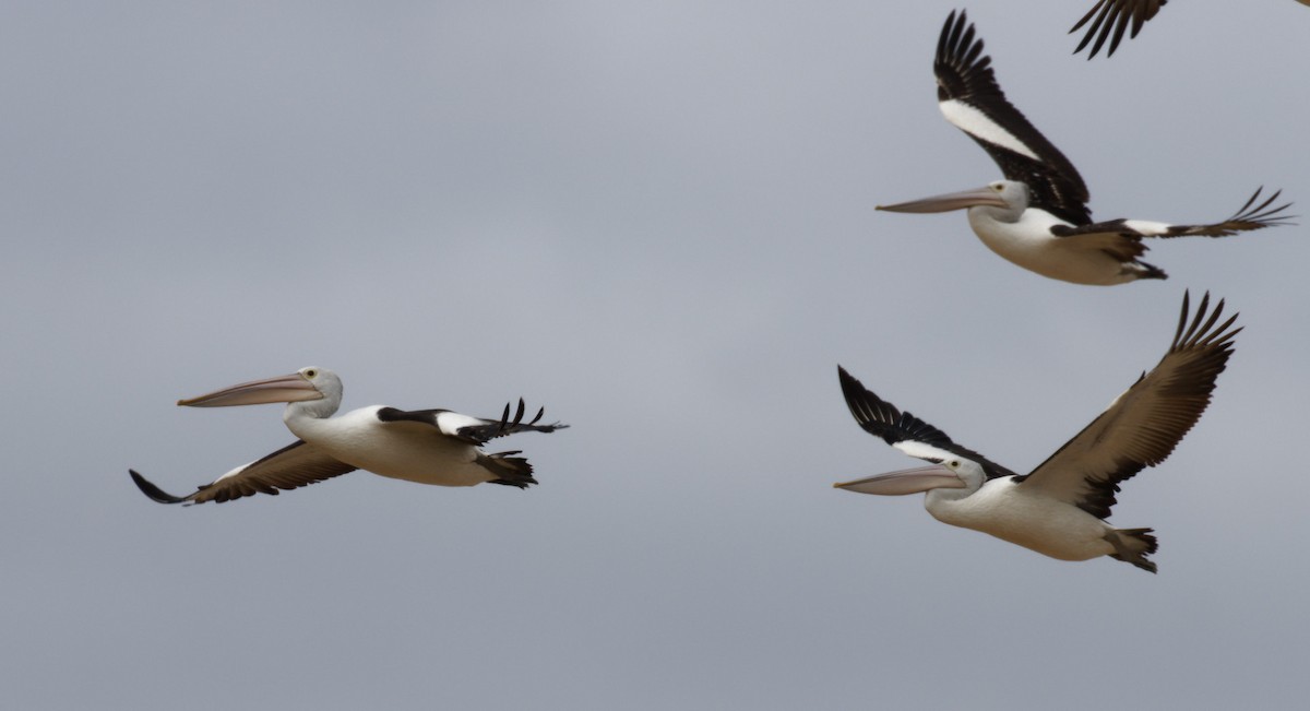 Australian Pelican - ML617890411