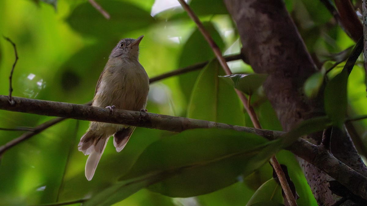 Tiny Greenbul - ML617890415