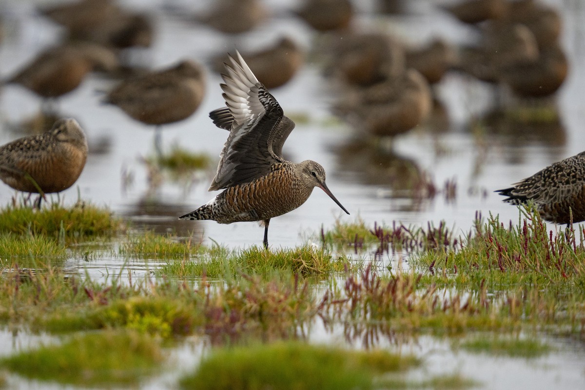 Hudsonian Godwit - Angélica Almonacid