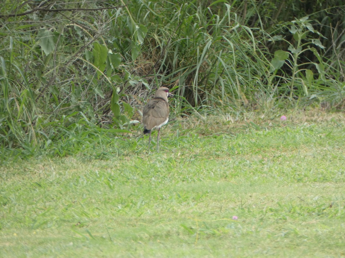 Southern Lapwing - ML617890432