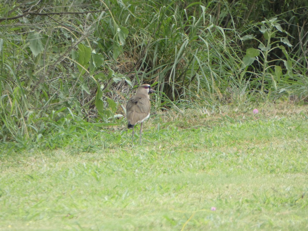 Southern Lapwing - ML617890433