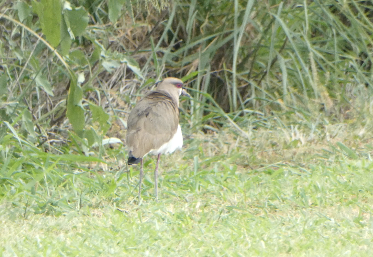 Southern Lapwing - ML617890434