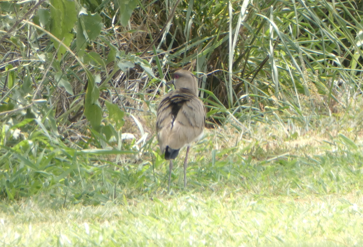 Southern Lapwing - ML617890435
