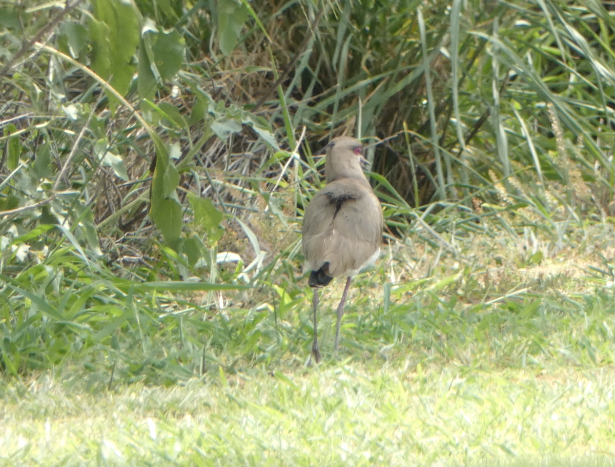 Southern Lapwing - ML617890436