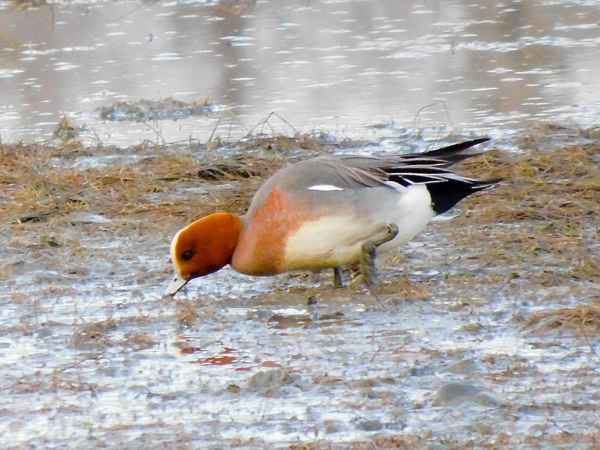 Eurasian Wigeon - Dan Bilderback