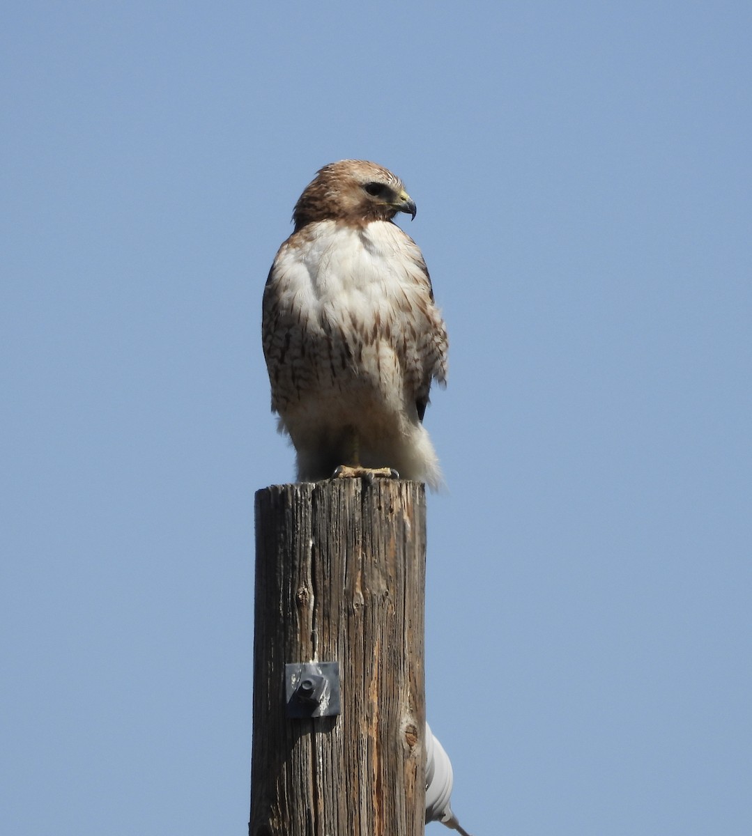 Red-tailed Hawk - ML617890466