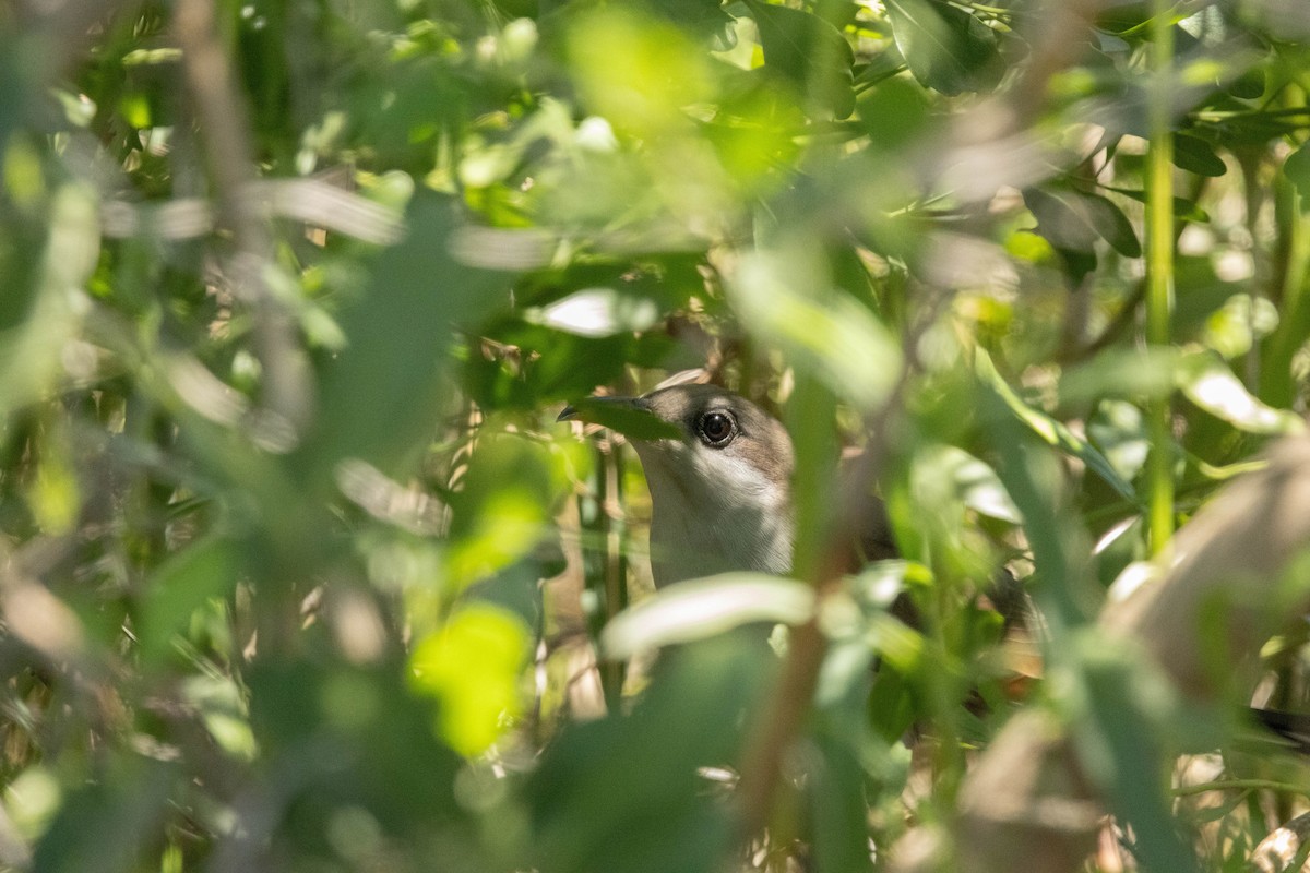 Yellow-billed Cuckoo - Jack Rogers