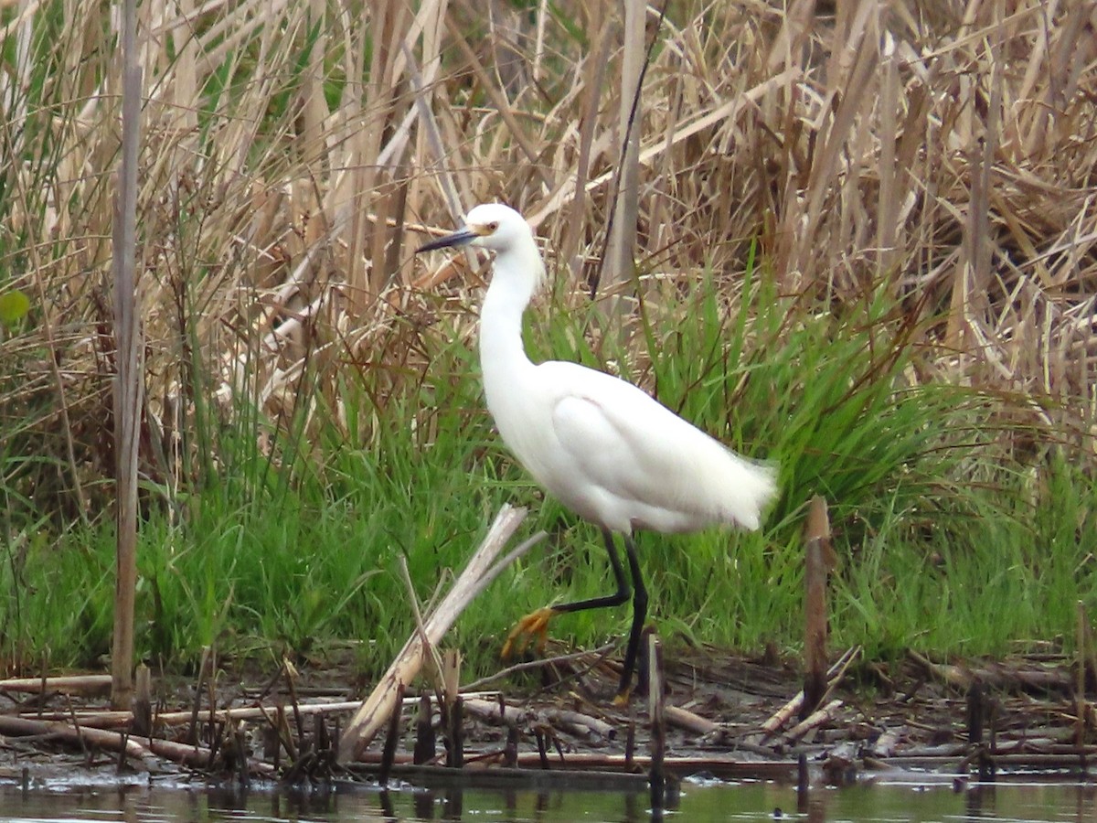 Snowy Egret - ML617890502