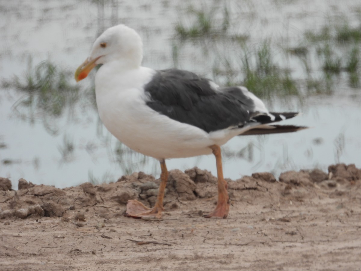 Yellow-footed Gull - ML617890518