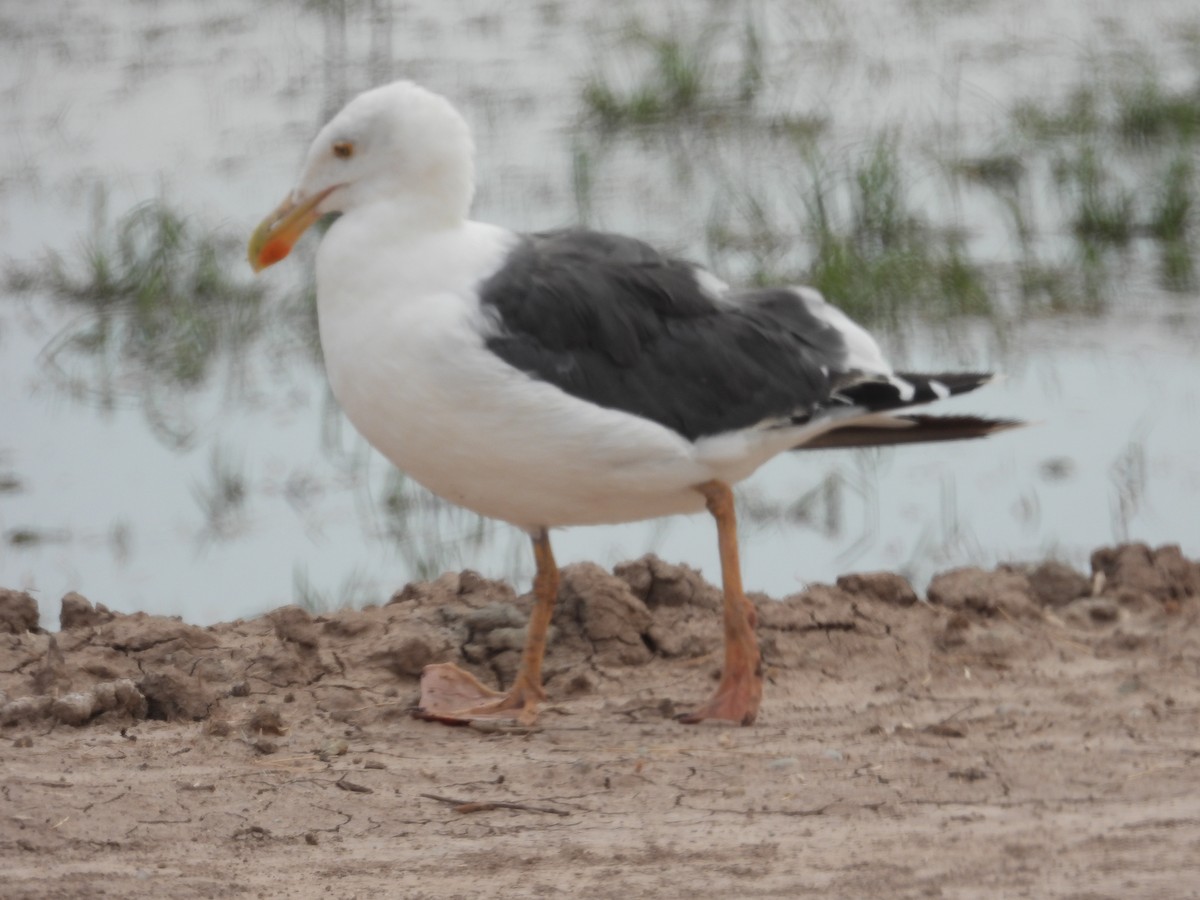 Gaviota de Cortés - ML617890518