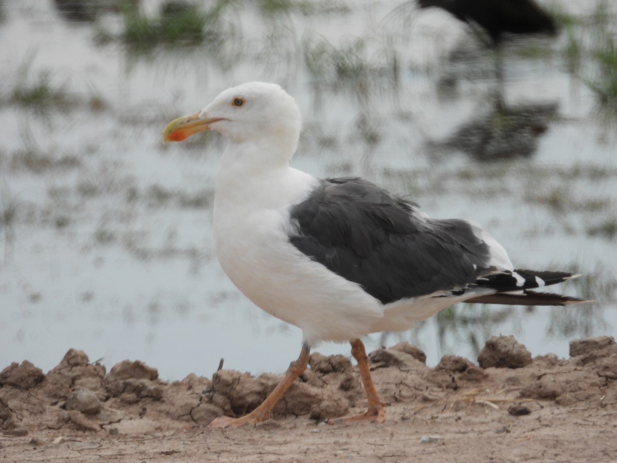 Yellow-footed Gull - ML617890523