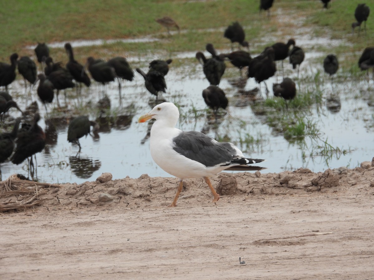 Yellow-footed Gull - ML617890529