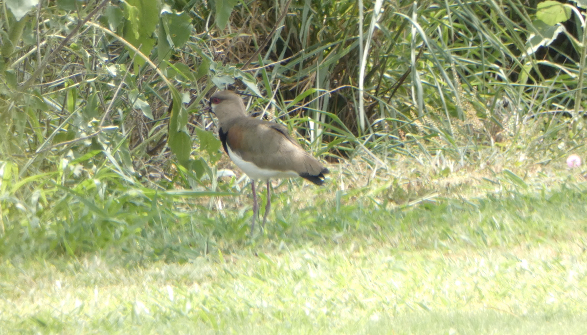 Southern Lapwing - ML617890587