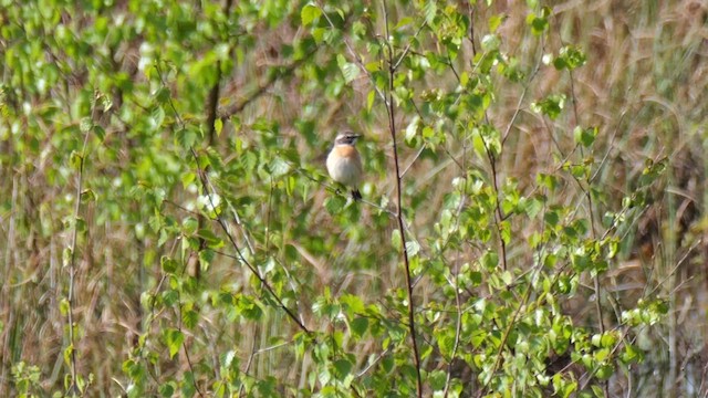 Braunkehlchen - ML617890589