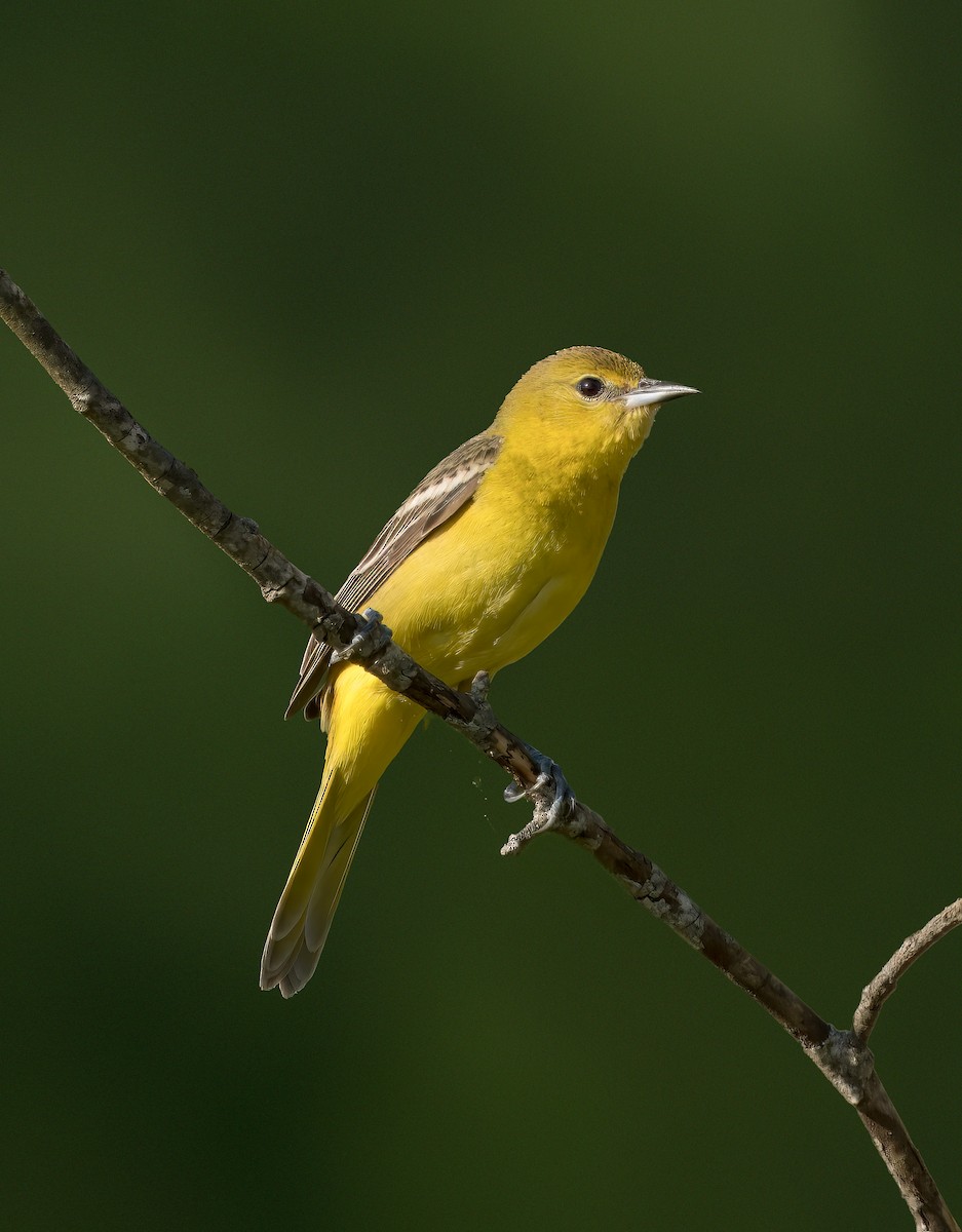 Orchard Oriole - Pramod Prabhu