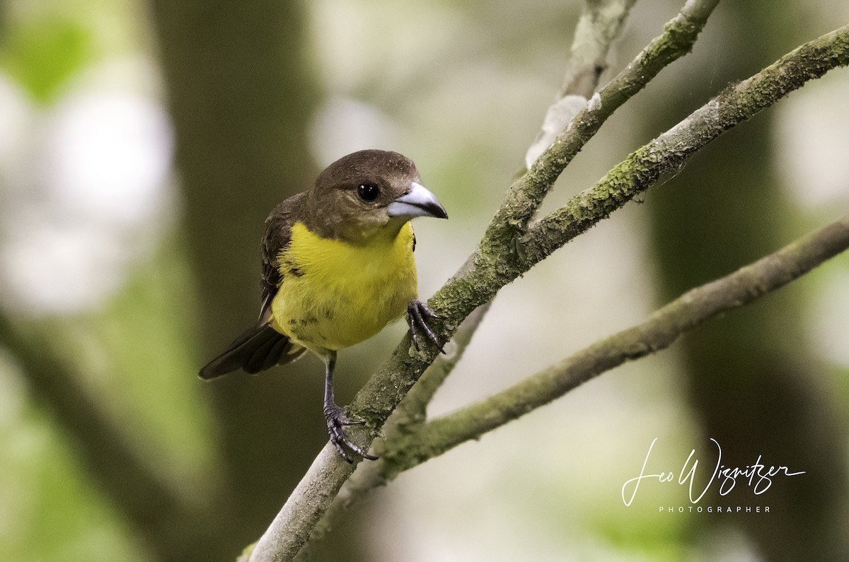Flame-rumped Tanager - ML617890645