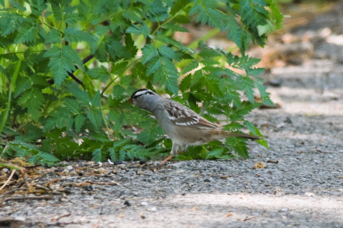 White-crowned Sparrow - ML617890657