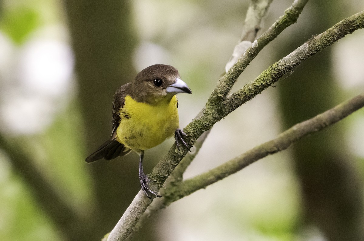 Flame-rumped Tanager - ML617890663