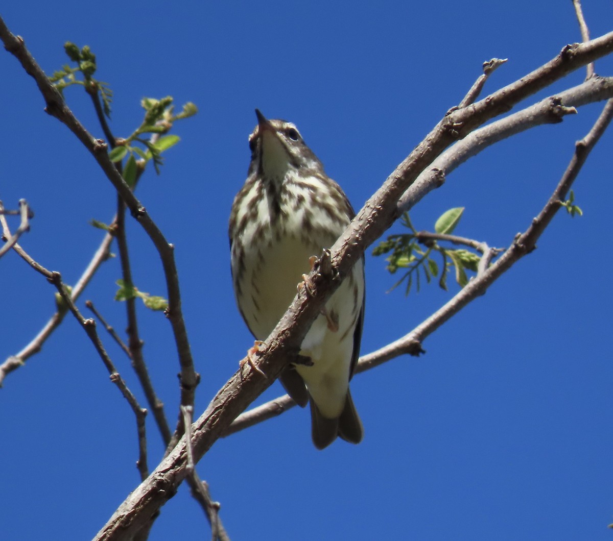 Louisiana Waterthrush - ML617890678