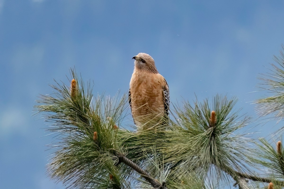 Red-shouldered Hawk - ML617890685