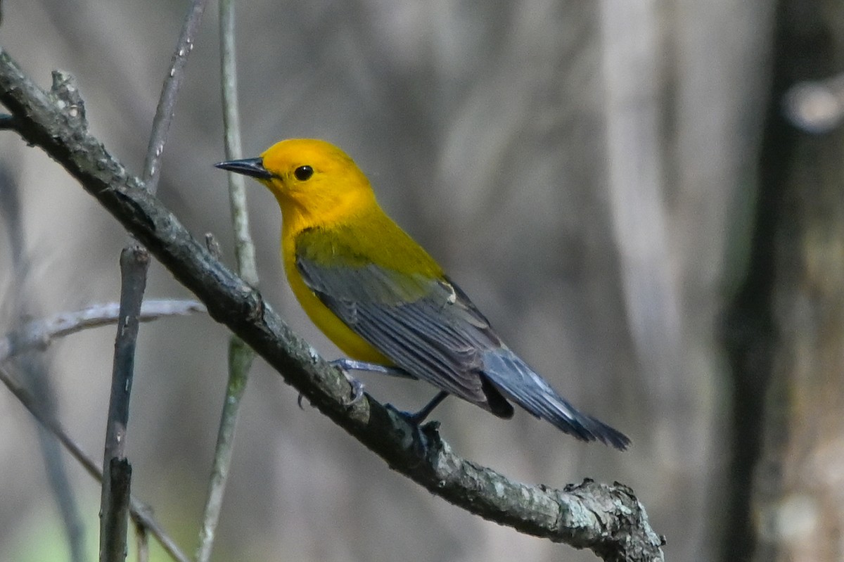 Prothonotary Warbler - ML617890687