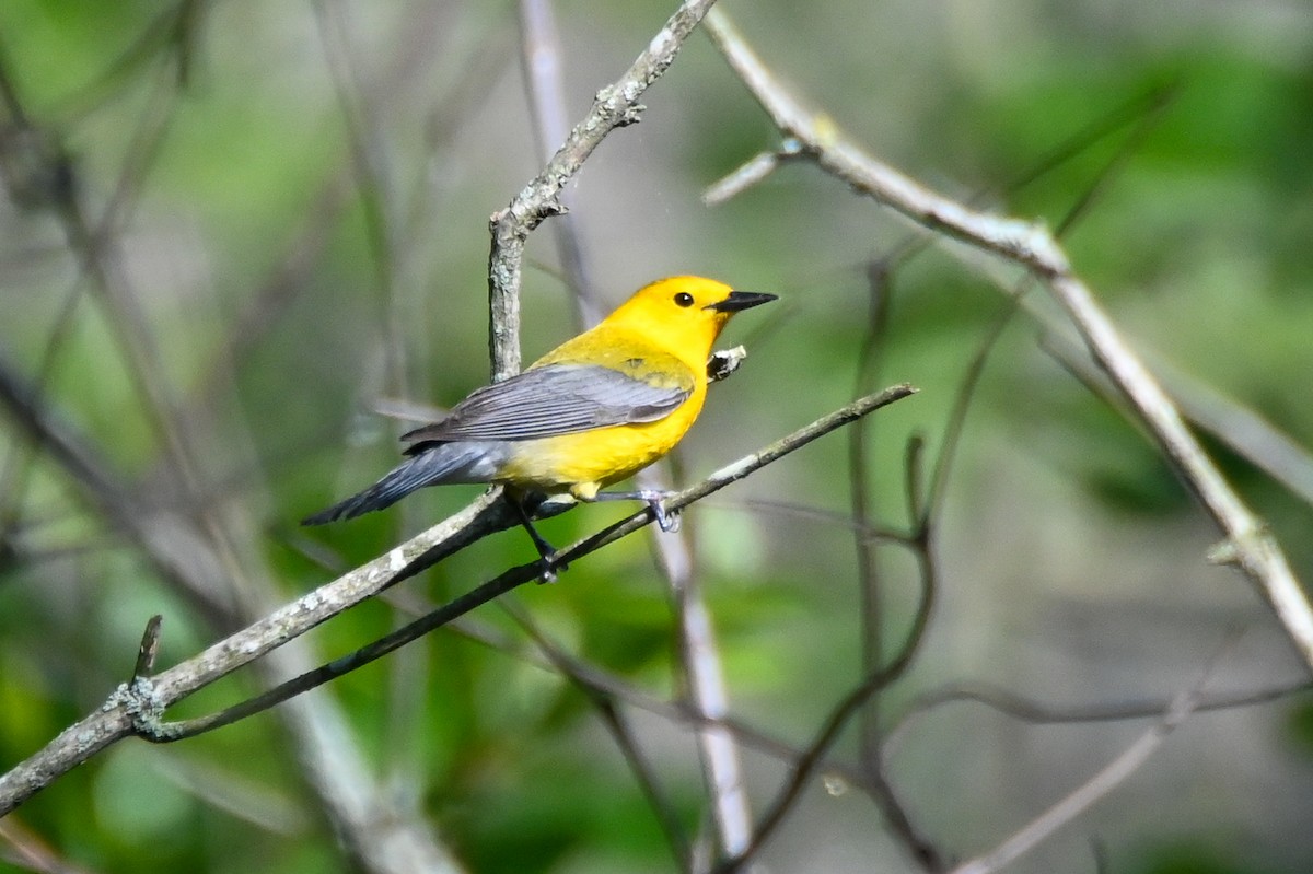 Prothonotary Warbler - ML617890689