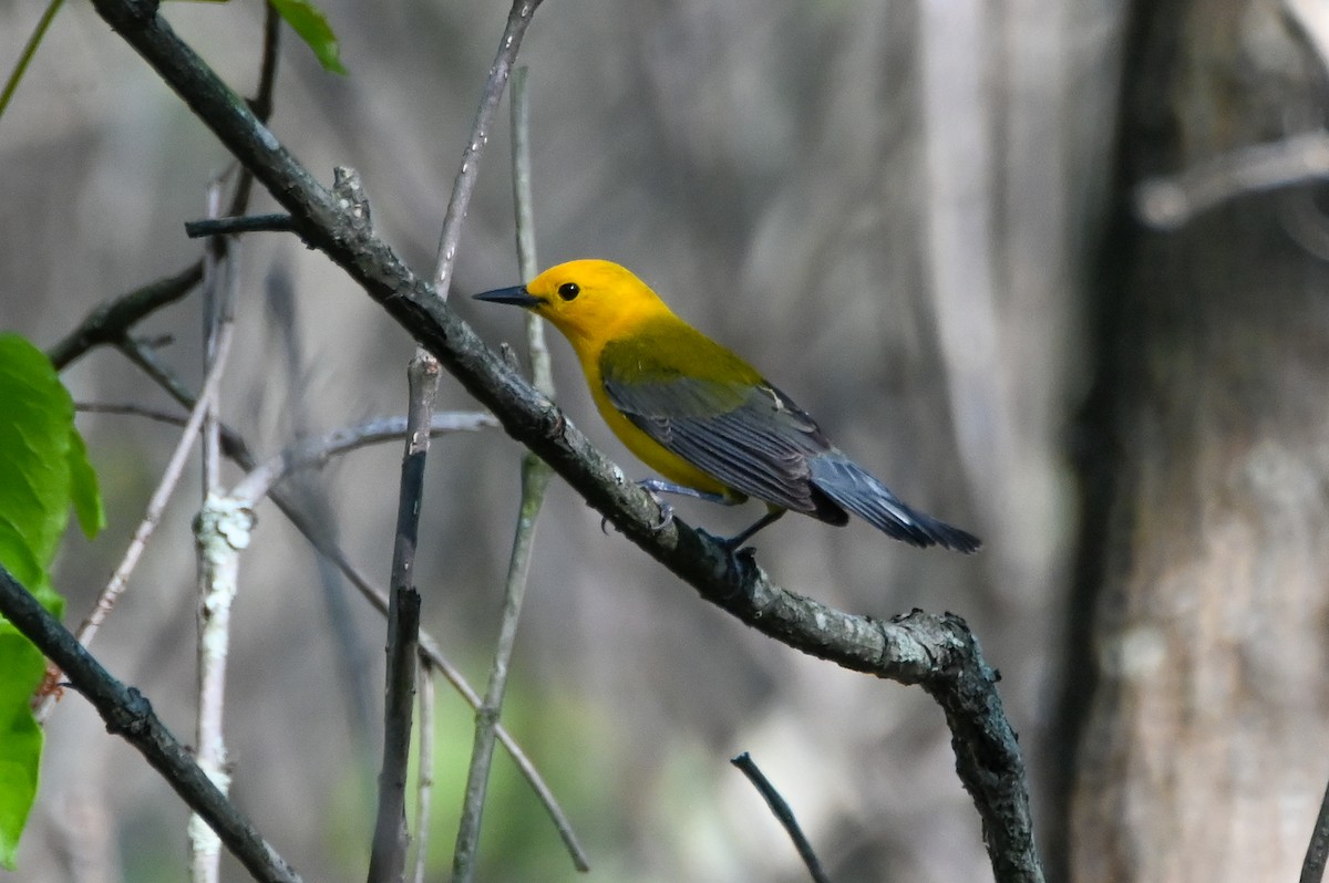 Prothonotary Warbler - ML617890690