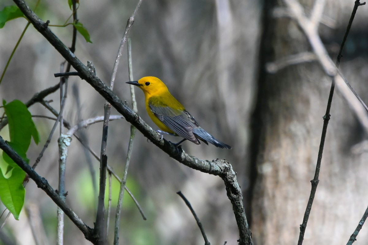 Prothonotary Warbler - ML617890691
