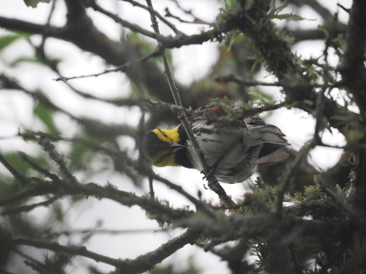 Golden-cheeked Warbler - ML617890705