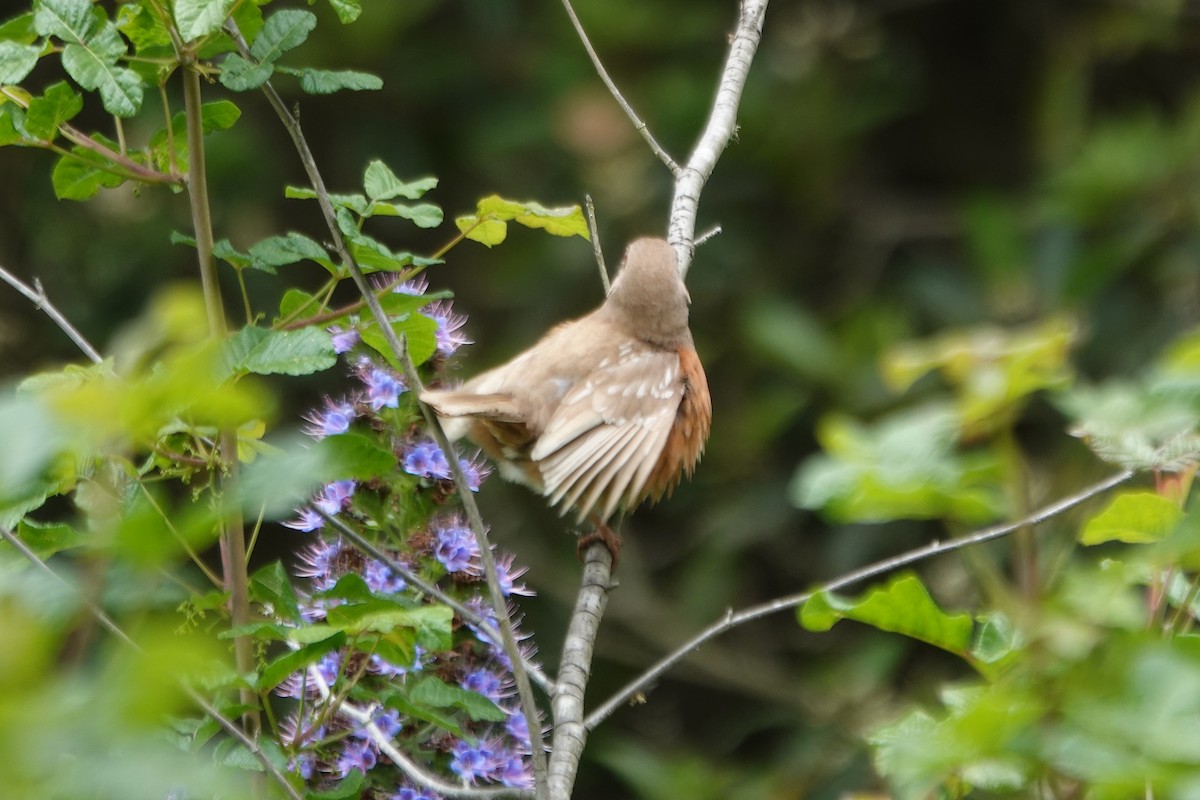 Spotted Towhee - Erica Rutherford/ John Colbert