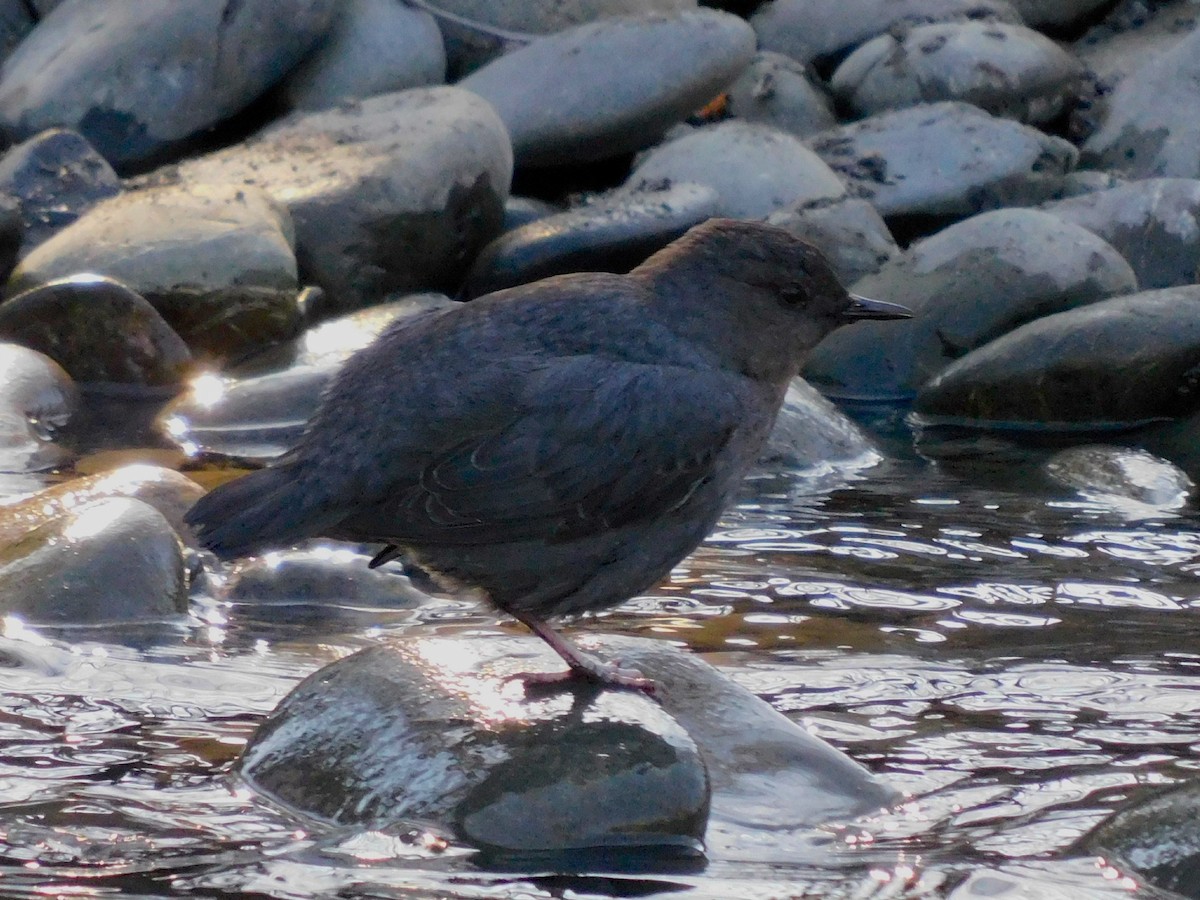 American Dipper - ML617890733