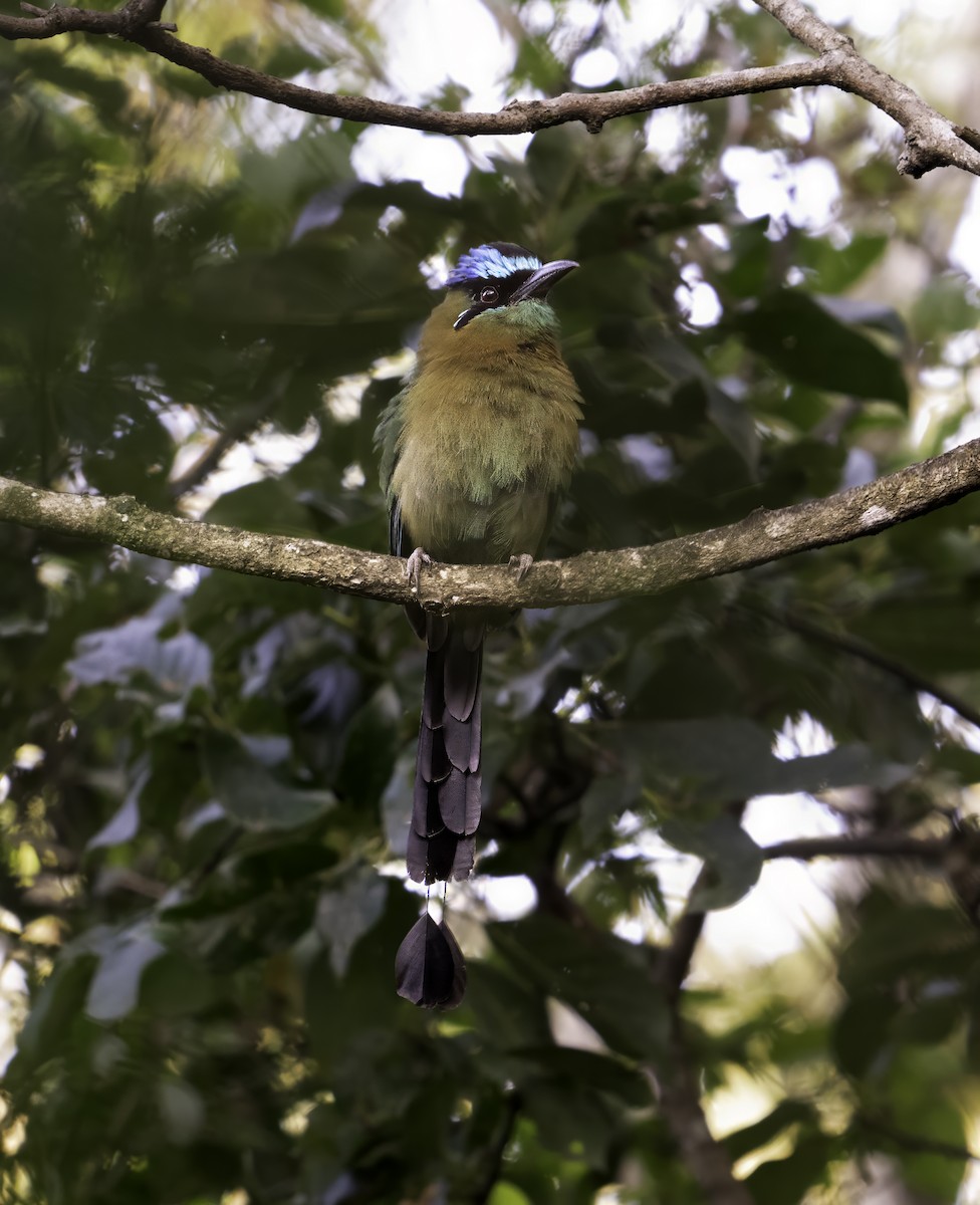 Lesson's Motmot - ML617890741