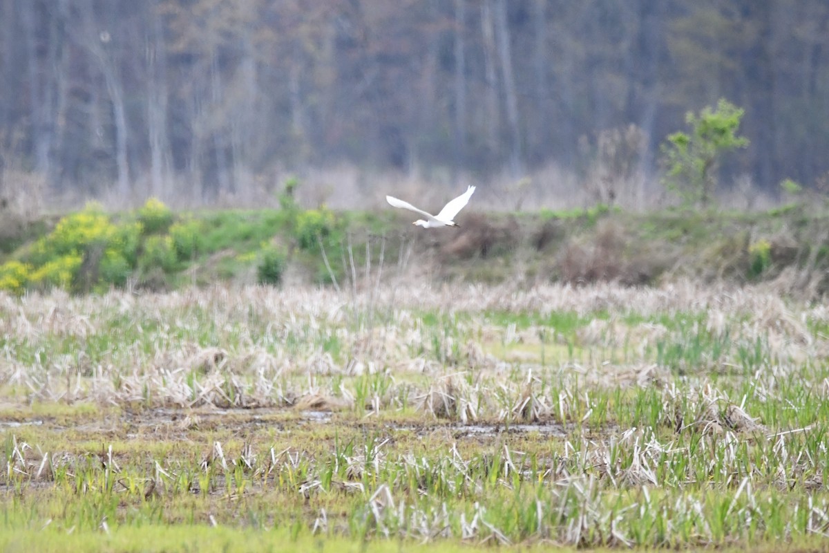 Western Cattle Egret - Domenic Rocco