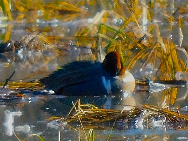 Green-winged Teal - ML617890770