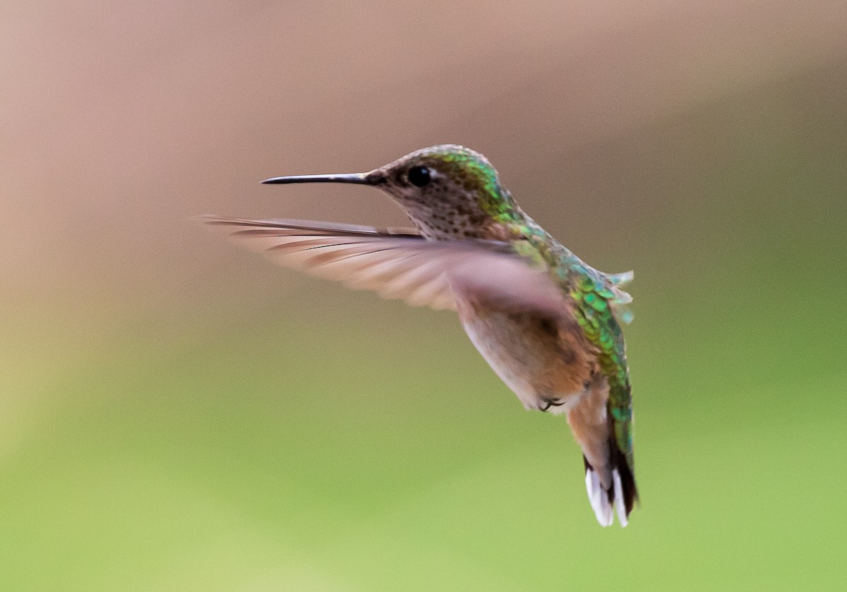 Calliope Hummingbird - Andrew Cauldwell