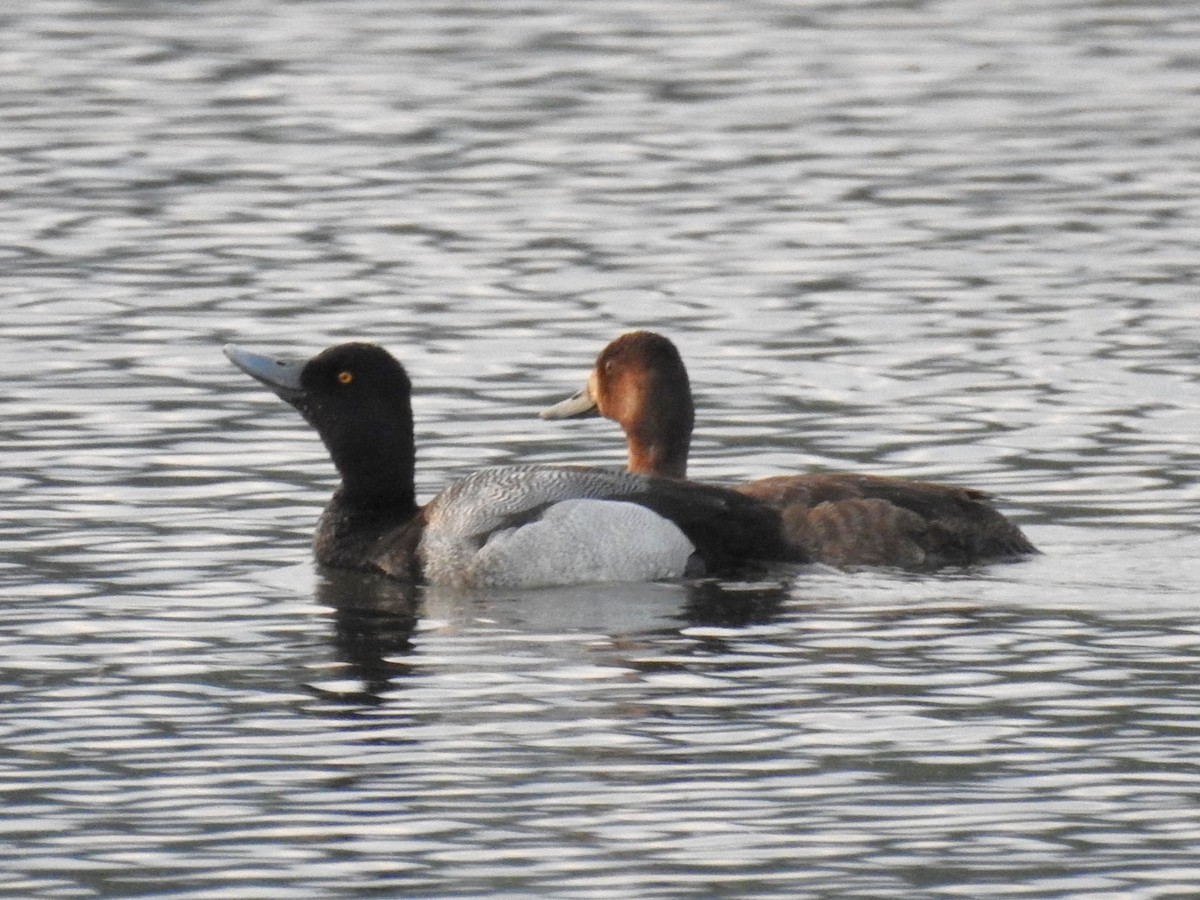 Lesser Scaup - ML617890789