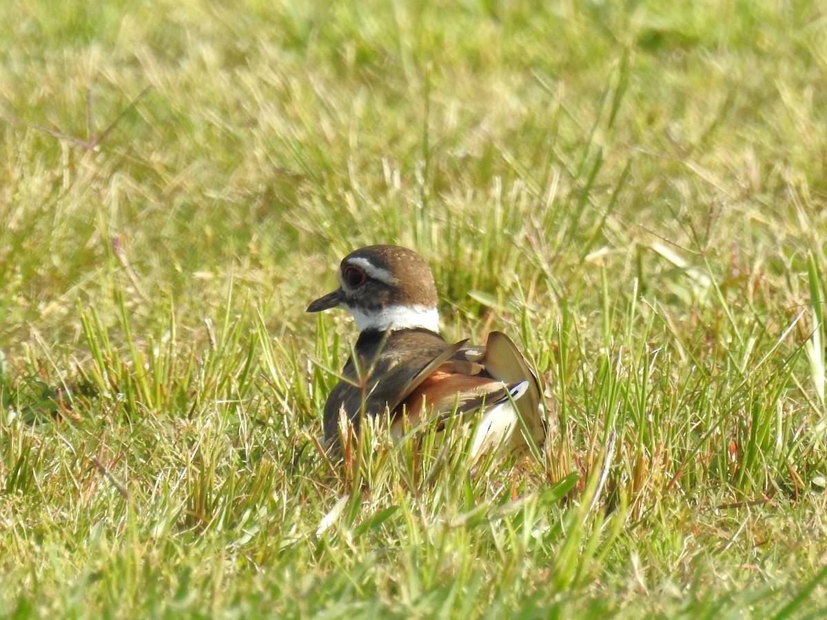 Killdeer - Roger Massey