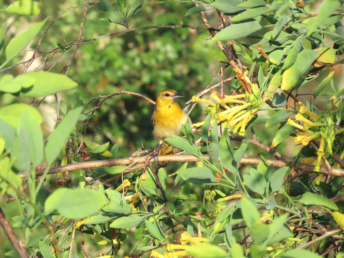 Bullock's Oriole - ML617890824