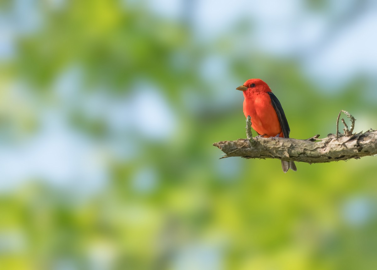 Scarlet Tanager - Pramod Prabhu