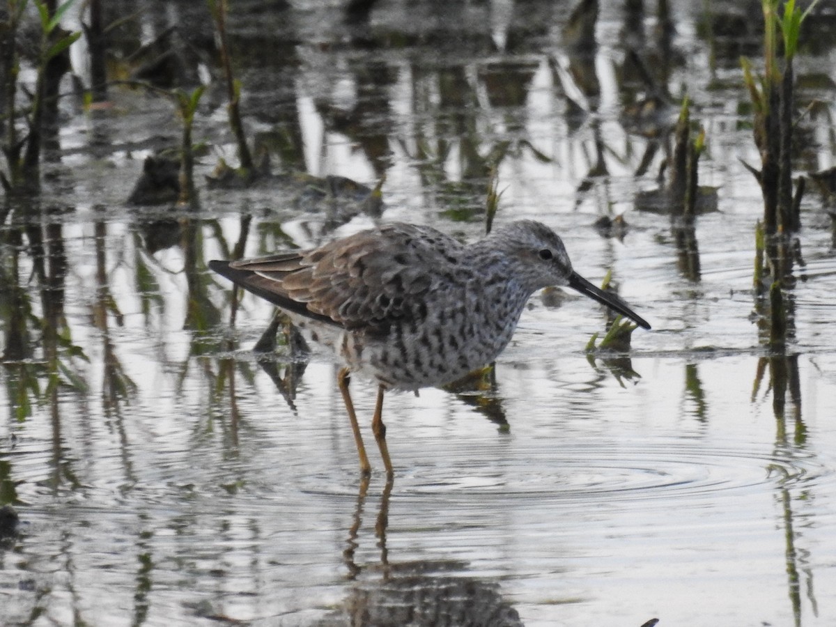 Stilt Sandpiper - Roger Massey