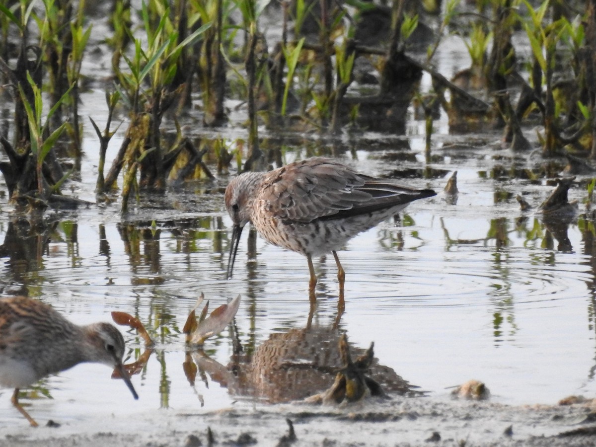 Stilt Sandpiper - Roger Massey